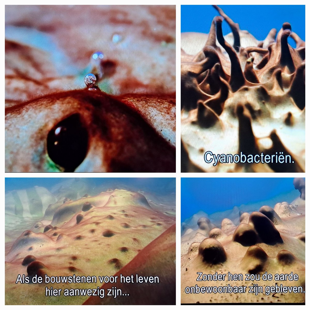 Erikdh10's tweet image. Net fantastische beelden, Frozen planet II bij de @EOnl. 

Lake Untersee in het Queen Maud gebergte in Antarctica. Zelfs in deze extreem barre omgeving is leven (Stromatolieten= Cyanobacteriën). 

Zou er dan toch leven zijn op Jupitermaan Europa😉.
@AnneHermanna 
@samgerrits