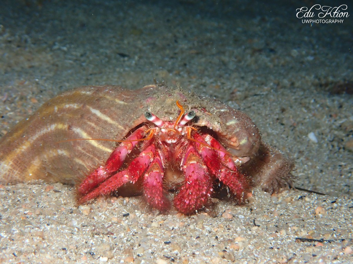KtionEdu's tweet photo. Dardanus calidus
📸 Olympus (Not edited pics)
#explore #padi #scuba #scubadiving #snorkeling #ocean #sea #mediterranea #sealife #lifestyle #nature #discovery #nationalgeographic #amazing #fun #photography #underwater #uwphotography #fecdas #fecdas_cat #OMSYSTEM https://t.co/r9o2C2MDfS