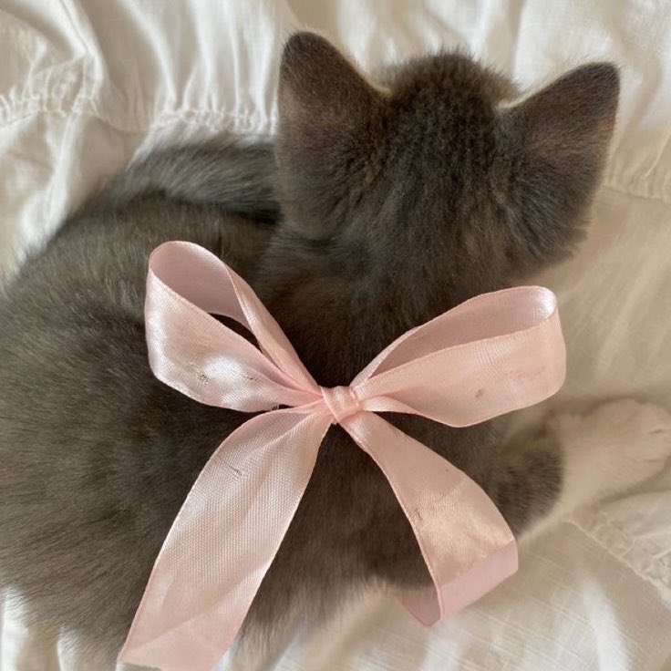 поиск мью в честь моего возвращения в твиттер (все надеемся на это)

я айзи/айзиша, 05 лайн, мбти не ебу какой (вроде инфп/исфп)

ничего не вмещается в твит, чекайте картинку

всем добра, мью рт пж🎀