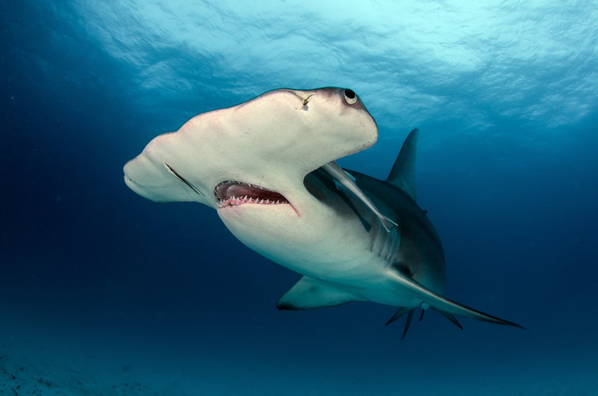 JeremyBRoberts's tweet photo. Our #SharkoftheWeek, the Great Hammerhead, is currently listed as critically endangered by the International Union for Conservation of Nature (IUCN) as of 2019. https://t.co/DfF1i7qPhk