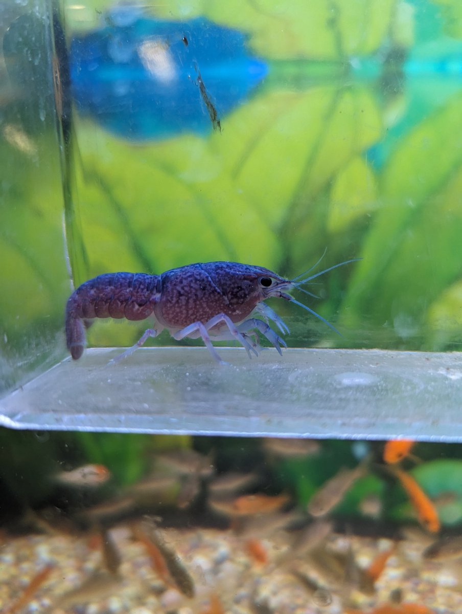 A blue crab showed up at my work!!!