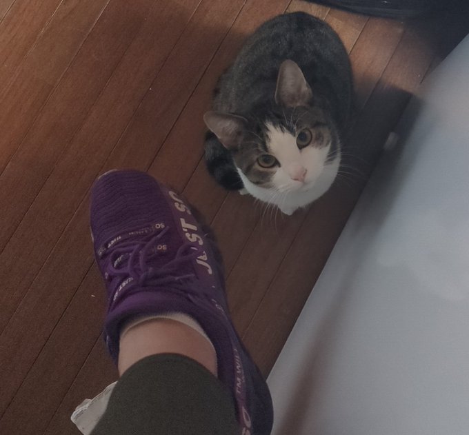 My cat is really odd. I'm sitting down with my legs crossed and he just tried to jump on my foot, like<a href="/tag/cuckold"class="tags"><span>#cuckold</span></a>