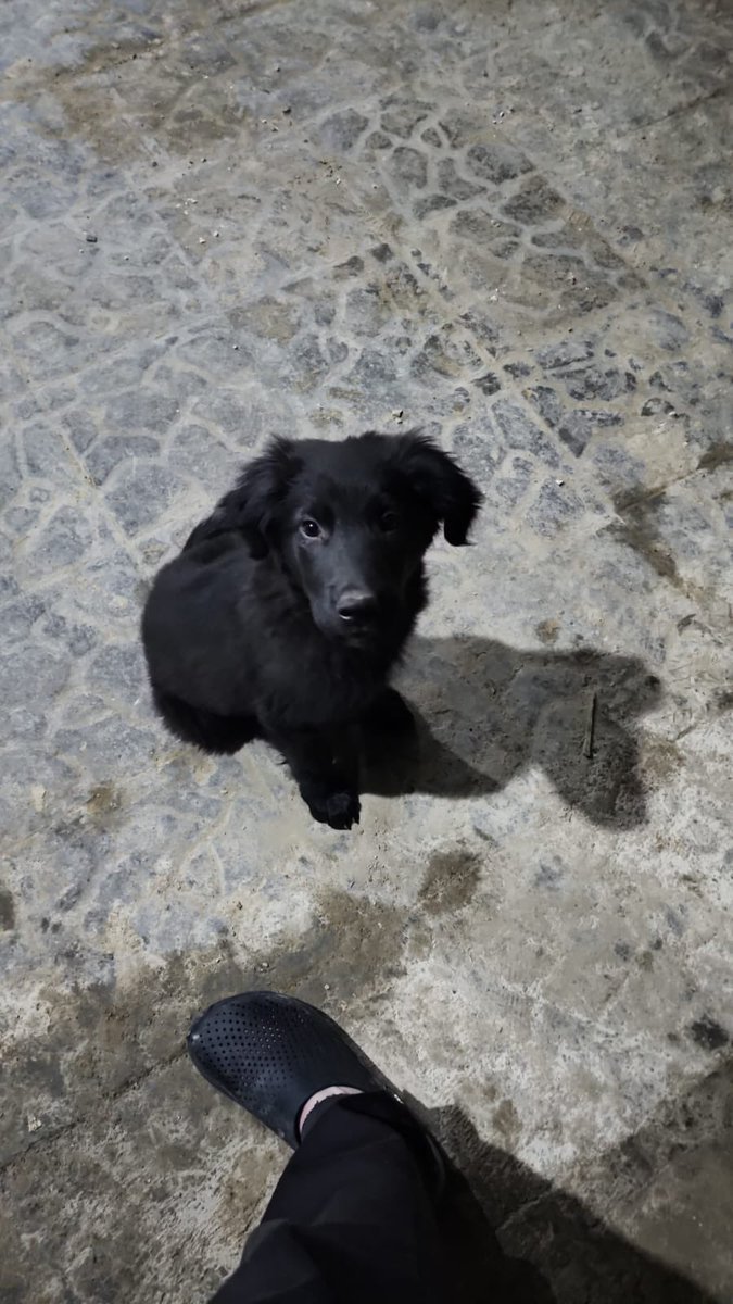 nooouurrrrrrr's tweet photo. My friend found a very sweet and friendly puppy next to his house but cant keep it. 

Were looking for someone to adopt him asap ❤️❤️ this adorable dog needs a friendly home https://t.co/MrmroXJw7R