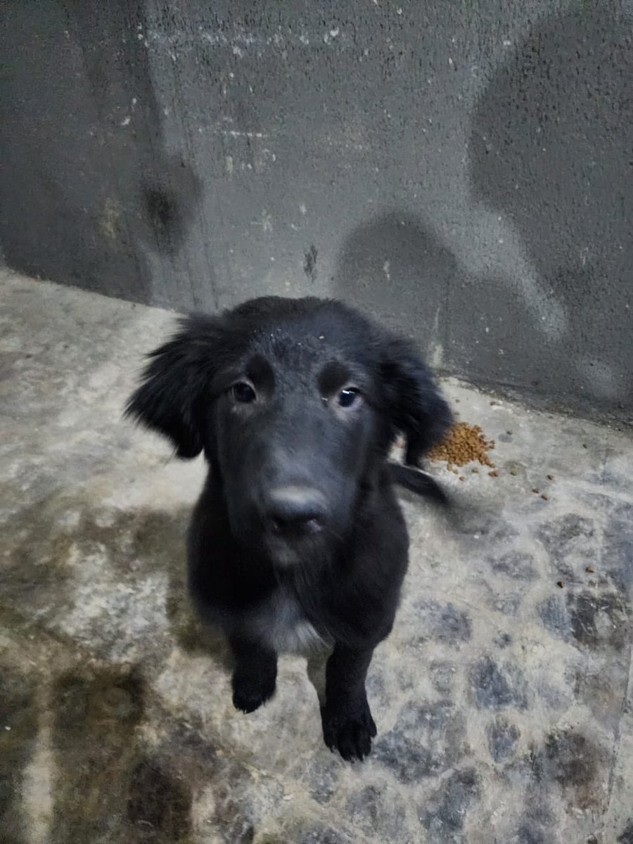 nooouurrrrrrr's tweet photo. My friend found a very sweet and friendly puppy next to his house but cant keep it. 

Were looking for someone to adopt him asap ❤️❤️ this adorable dog needs a friendly home https://t.co/MrmroXJw7R