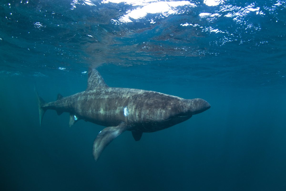 JeremyBRoberts's tweet photo. Our #SharkoftheWeek, the Basking shark, can be recognized by its mottled greyish-brown skin, conical snout, and the gill slits that extend around the top and bottom of its head. It also possesses a strongly keeled caudal fin and a crescent shape. https://t.co/D5mAbCoFWy