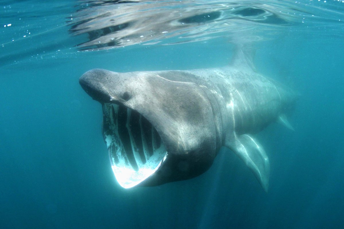 JeremyBRoberts's tweet photo. Our #SharkoftheWeek, the Basking shark, reproduces in a process known as ovoviviparity. The developing embryos first rely on a yolk sac. Gestation is thought to span over a year, with a small, unknown number of young born fully developed. https://t.co/NzqrvwpdGc