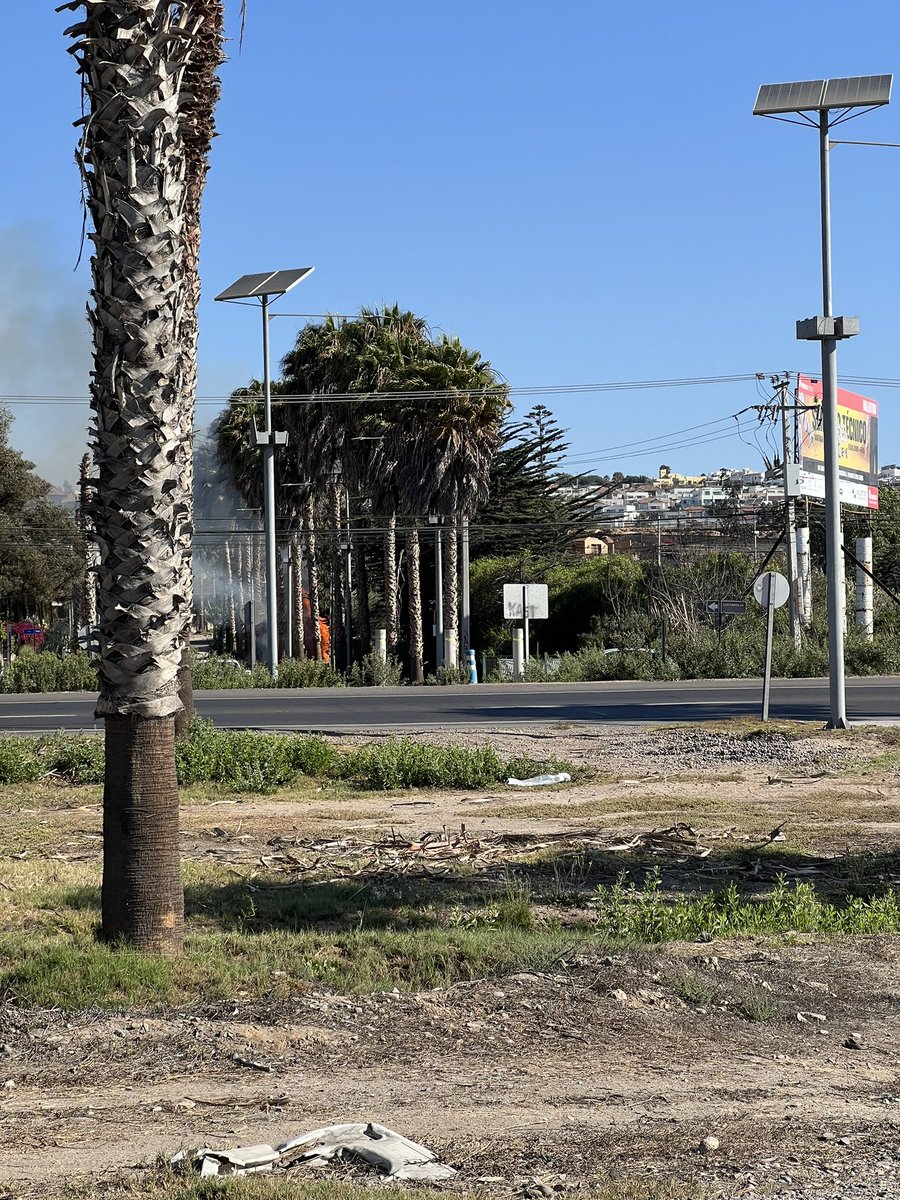 jhasfurab's tweet photo. Palmera quemándose en sector Peñuelas, calle Miramar bajando hacia la ruta 5 @TTICoquimbo @MiRadiols https://t.co/i7F5eTiXGg