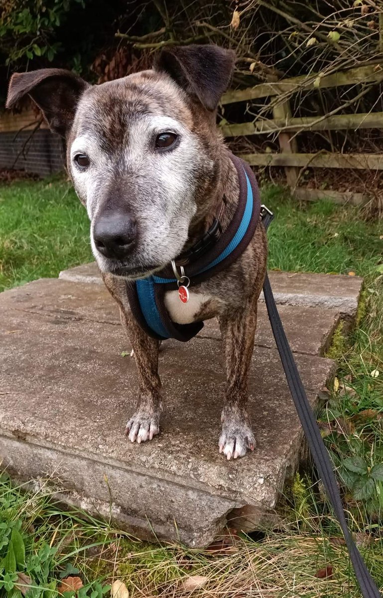 Senior Staffy Club Dog Rescue tweet media