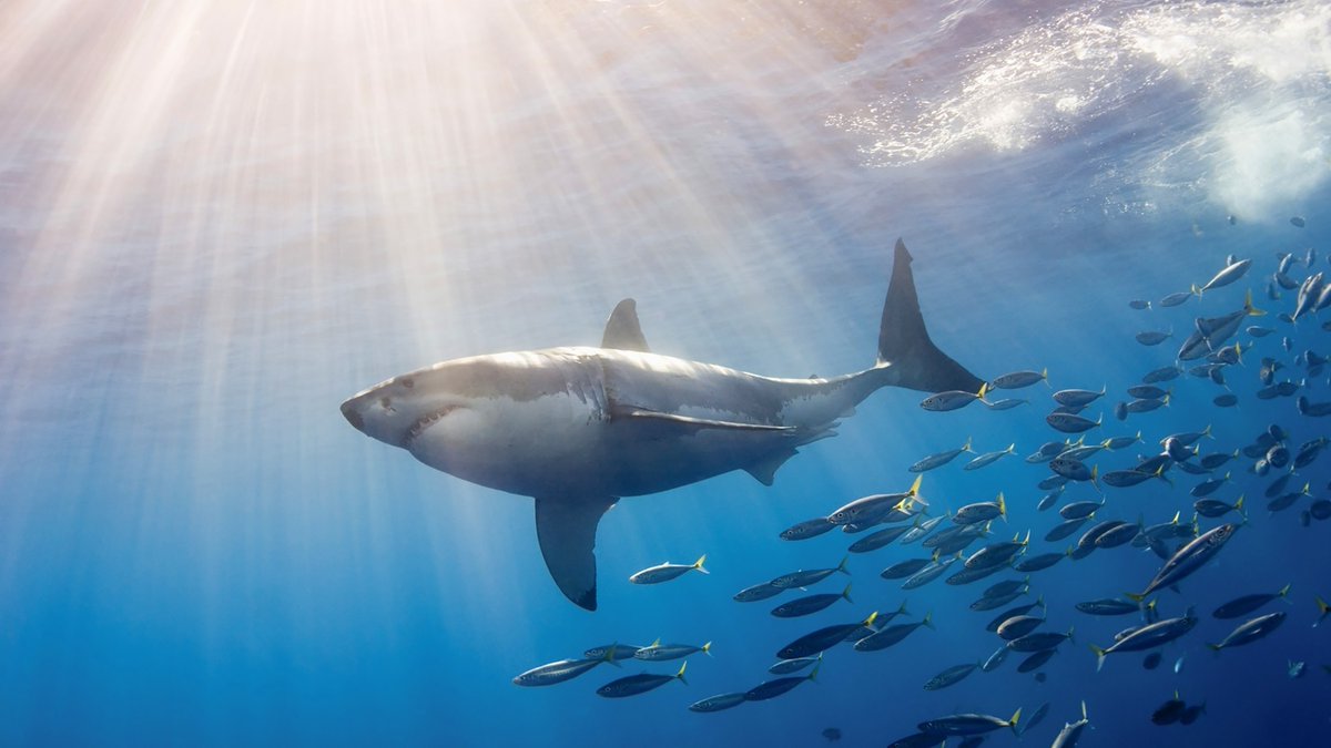 JeremyBRoberts's tweet photo. The #SharkoftheWeek, the Great White Shark, is known to eat a variety of marine animals, including fish, seals, dolphins, and even other sharks. It is a top-tier predator, known for its speed and agility in the ocean. https://t.co/I95ZjRzrdH