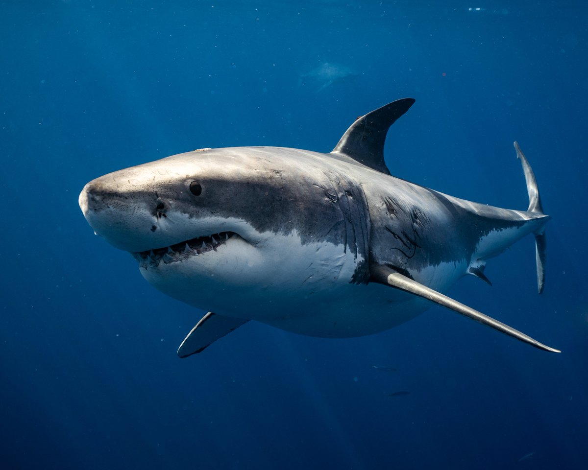 JeremyBRoberts's tweet photo. Our #SharkoftheWeek, the Great White Shark, can be recognized by its robust, large, and conical snout. Their size is considerable, with the largest preserved female specimen measuring 5.83m in length and around 2,000kg in weight at maturity. https://t.co/PSR30uBwKZ