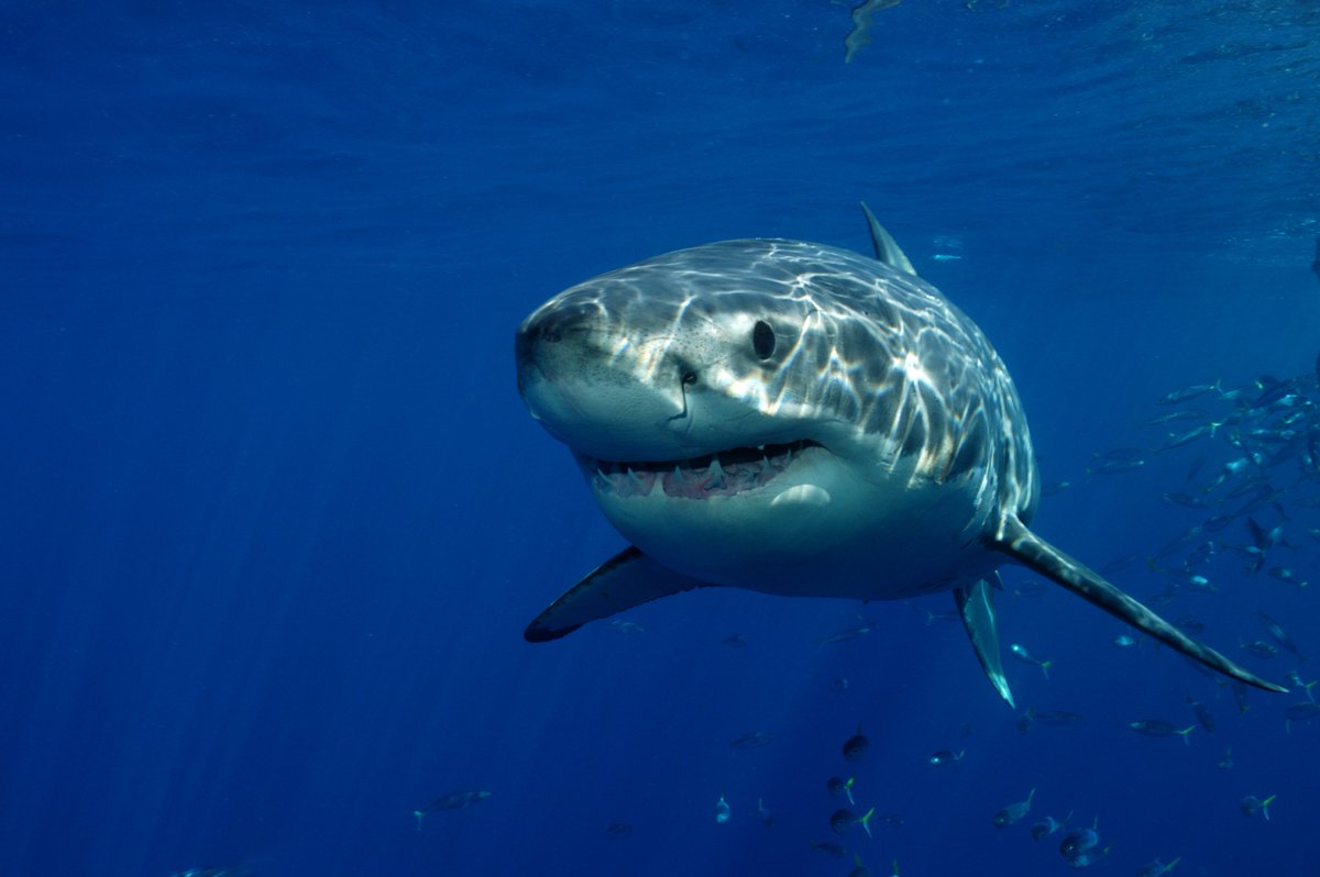JeremyBRoberts's tweet photo. Our #SharkoftheWeek, the Great White Shark, reproduces by ovoviviparity, which means the eggs develop and hatch within the uterus and continue to develop until birth. It is believed that male Great White Sharks take 26 years to reach sexual maturity, while females take 33 years. https://t.co/Fco0UBf8v4