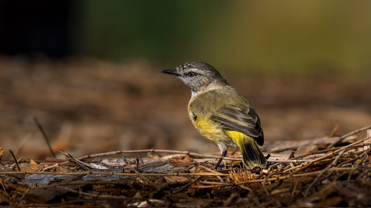Original vs after

Yellow-rumped thornbill