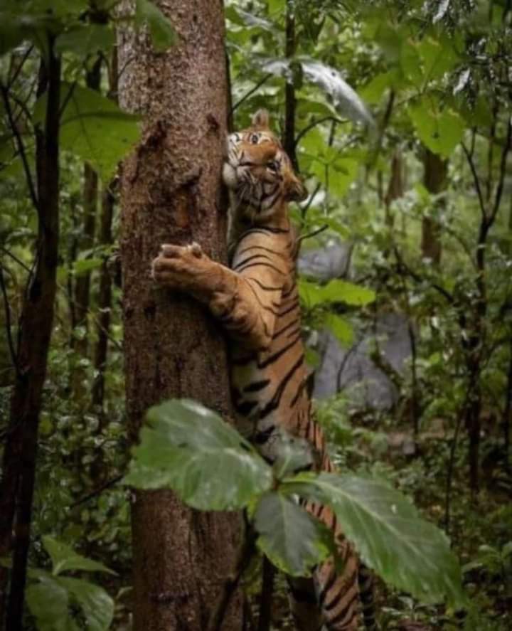 AAnamika_'s tweet photo. हसदेव बचाओ,
जंगल बचाओ,
#Save_Hasdev https://t.co/307vyKjwLk