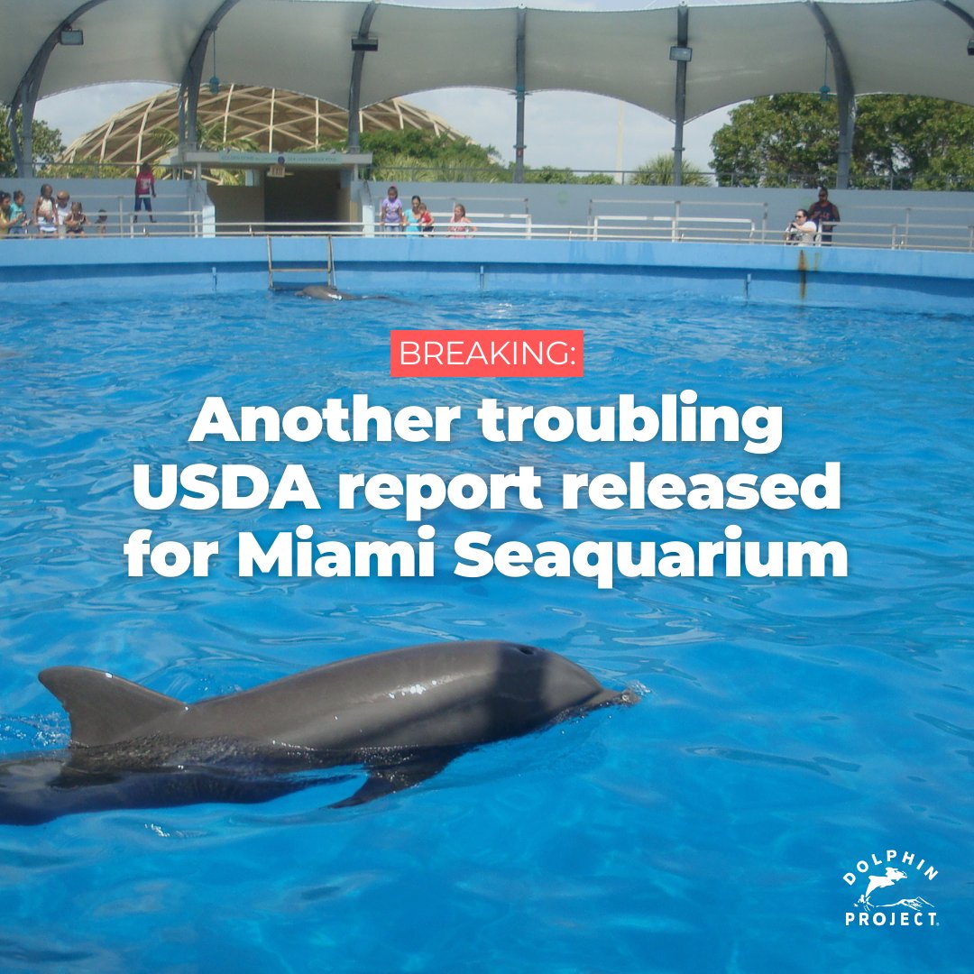 Dolphin_Project's tweet photo. BREAKING: Yet another USDA report has just been released, citing animal welfare concerns. This report (dated Nov. 28, 2023) comes after a string of back-to-back damning USDA reports.

Enough is enough. Take action: https://t.co/VRzciFvI1u https://t.co/EVqGVuxBhT