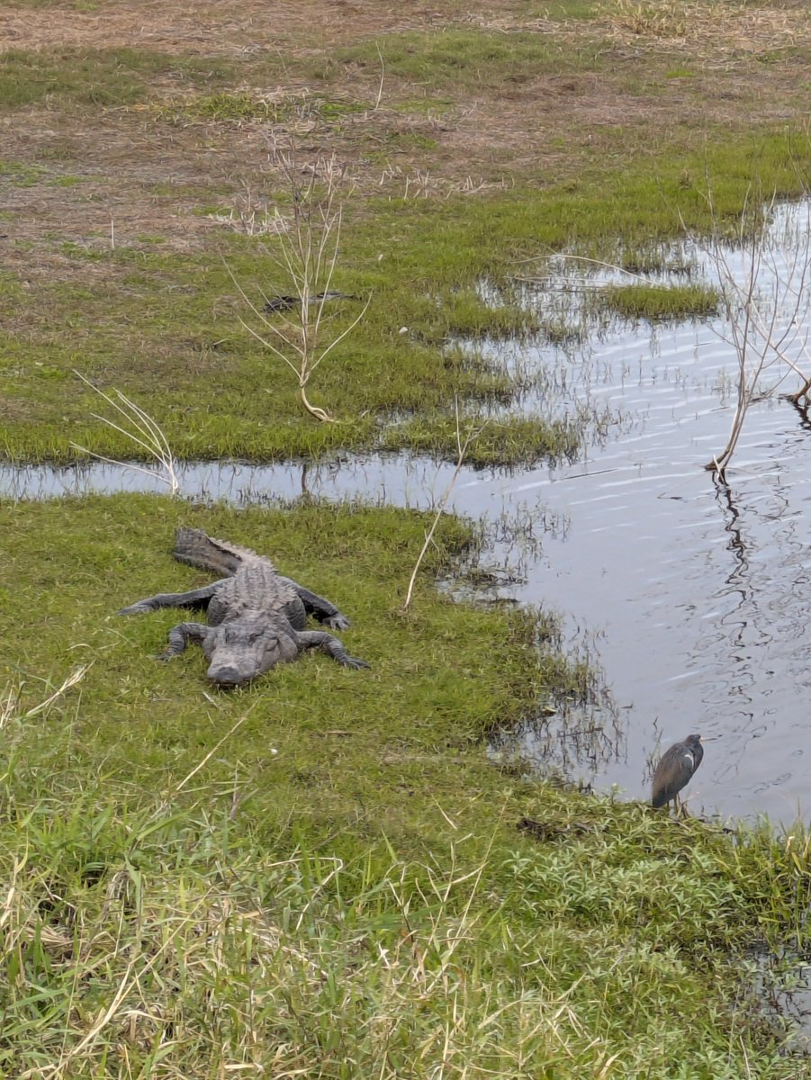 wanderlustmark's tweet image. Oh, just a #NationalParkJunkie hanging out in a Florida State Park with some friendly locals!

#MyakkaRiverStatePark #Floridastateparks #stateparkjunkie