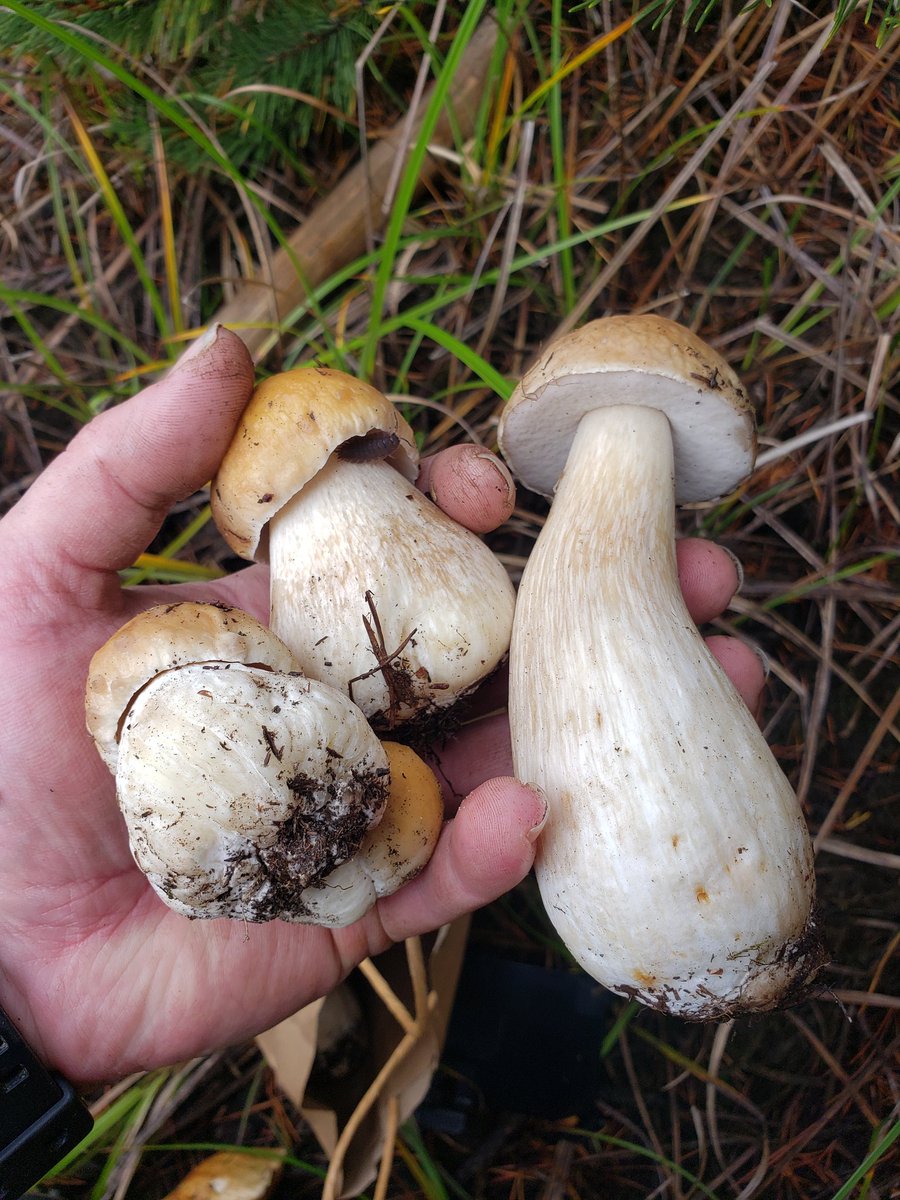 #porcini #nature #boletus #boletusedulis #mushrooms #mycology #hiking #foraging #pnw #pacificnorthwest