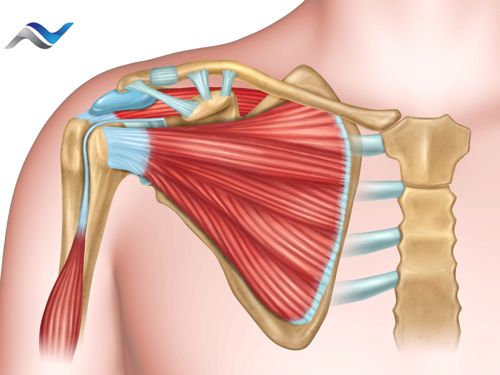 NHECredentials's tweet photo. The rotator cuff is a supporting and strengthening structure, located within the shoulder joint. It is made up of tendons and muscles. https://t.co/iUT0qnIF5e