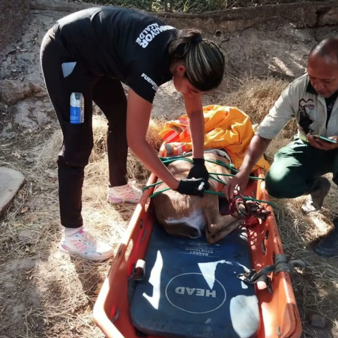 Zoedancarabobo1's tweet photo. Efectivos del Sistema Nacional de Riesgos en conjunto con Bomberos UC, Bomberos Forestales y Voluntarios de Rescate Naguanagua, lograron la captura de un animal silvestre (Venado) que se encontraba en el C.C. Sambil Valencia, el mismo fue traslado al Zoo Aquarium. https://t.co/FTM9DfhmMc