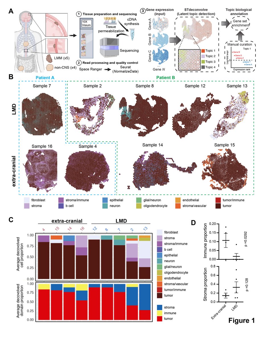 Another new preprint from our lab! Spatial transcriptomics analysis identifies a unique tumor-promoting function of the meningeal stroma in melanoma leptomeningeal disease biorxiv.org/content/10.110… @MelanomaReAlli @MoffittNews @oscareospina @KYTsaiLab @BrookeFridley @Binzento