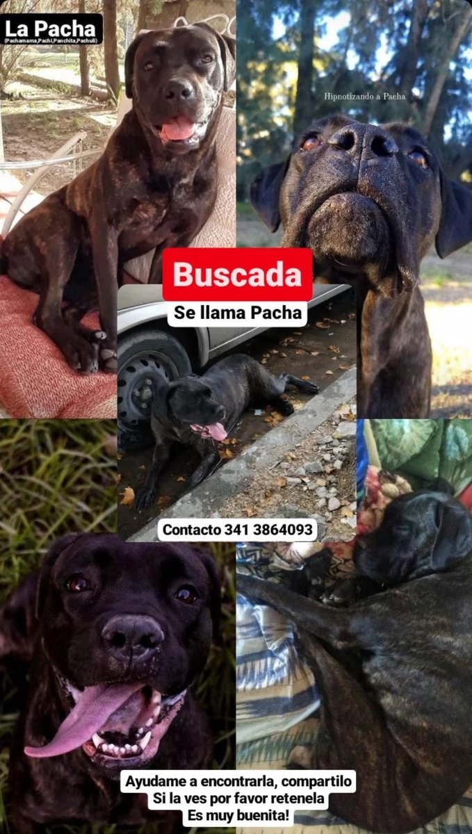 PreciosRosario2's tweet photo. 👉🏻 Se perdió PACHA

Si la ves ➡️ 3413864093

RT 🙏🏻 https://t.co/30Q3v2Kk3z