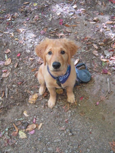 skyguydx's tweet photo. Today I lost my best friend of almost 16 years, Whisper.  He was my constant companion, and my rock.  If you and I have had a QSO via satellite, it is almost certain he was just a few feet from the mic.  You will always be entwined in my heart little buddy.  ♥️♥️♥️♥️♥️ https://t.co/D0Tt9pSiUQ