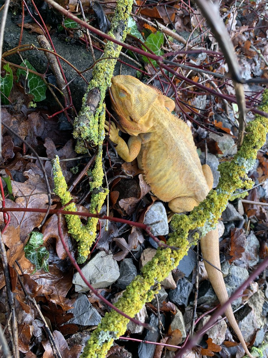 neilspans's tweet photo. Found this poor abandoned bearded dragon, freezing cold, on #colliersway near #frome  #somerset today. Unwanted Christmas present probably. Took to vets for a warm up. Some people! https://t.co/RoQ62VWduZ