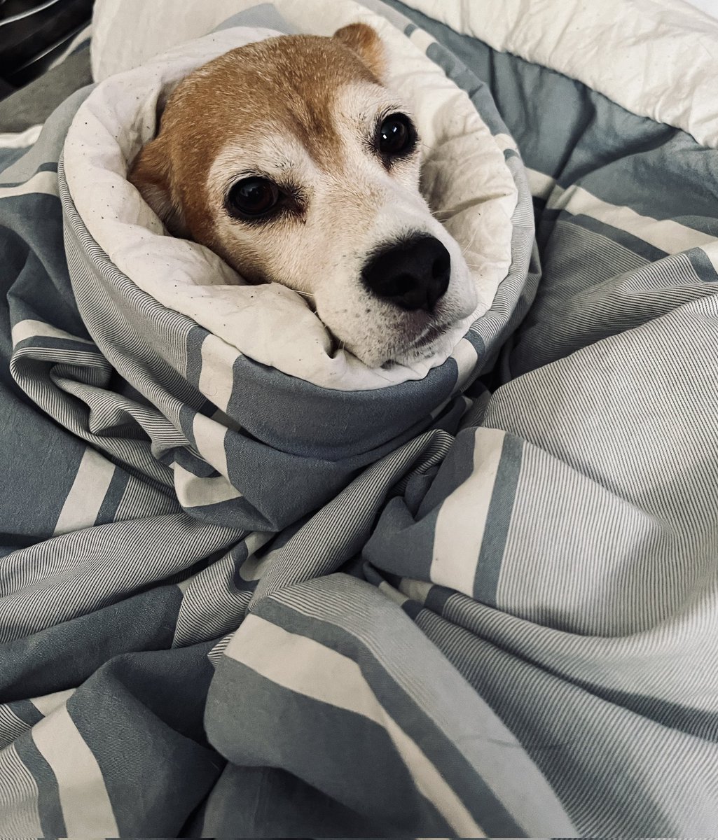 ParanormalRon's tweet photo. @madebygoogle The one and only Phillie the Beagle! https://t.co/FRf0d9d3TU