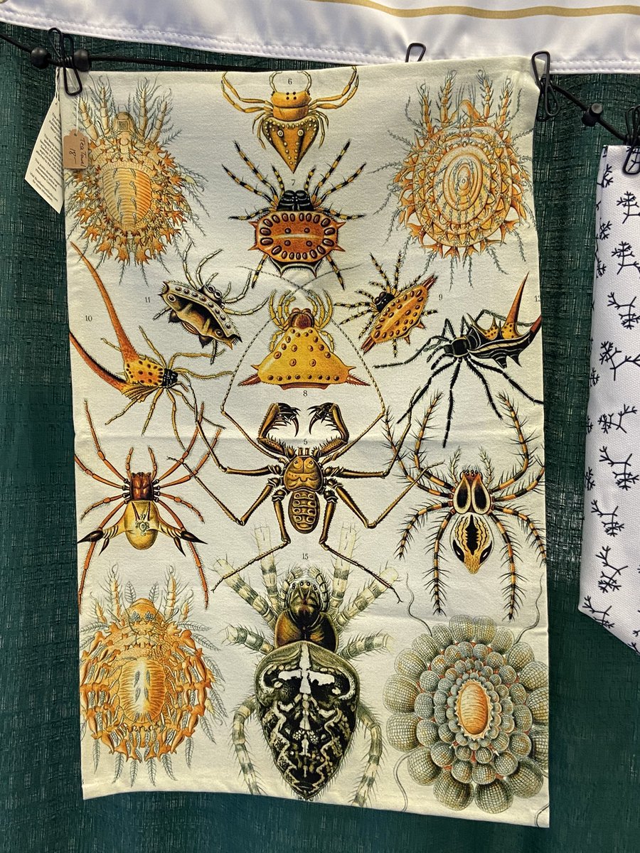 theBlueBeehive's tweet photo. One Haeckel arachnid tea towel left! All other tea towels will be restocked after Jan 9th on the Etsy store #SICB2024 #arachnids #sciart https://t.co/NOYPtSuO4E