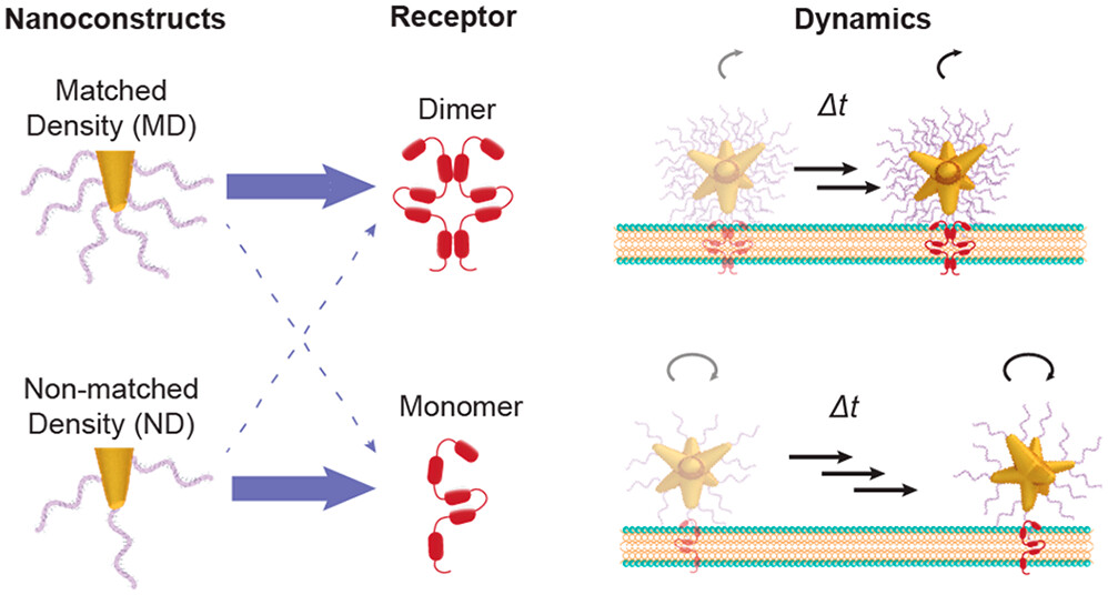 TheOdomGroup's tweet photo. @TheOdomGroup demonstrates selective targeting of receptor dimers on live cell membranes by adjusting ligand density on nanoparticles.

@NUChemistry @NorthwesternU @teriwodom @NanoLetters
https://t.co/oWo0eRJif8 https://t.co/wrOv977UFO