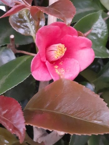 AyanoMars's tweet photo. The camellias are blooming♪
Let's enjoy this three-day weekend＼(^o^)／
@zeiram67 #fine873 https://t.co/SO16BqI1Bv