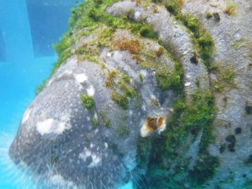 Christina Boomer Vazquez, M.S. tweet media