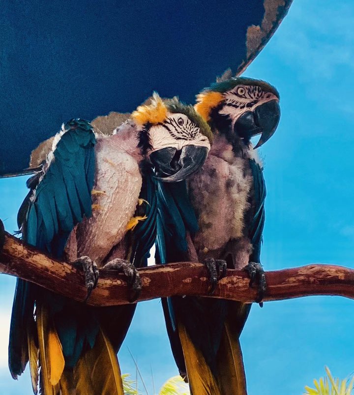 Christina Boomer Vazquez, M.S. tweet media