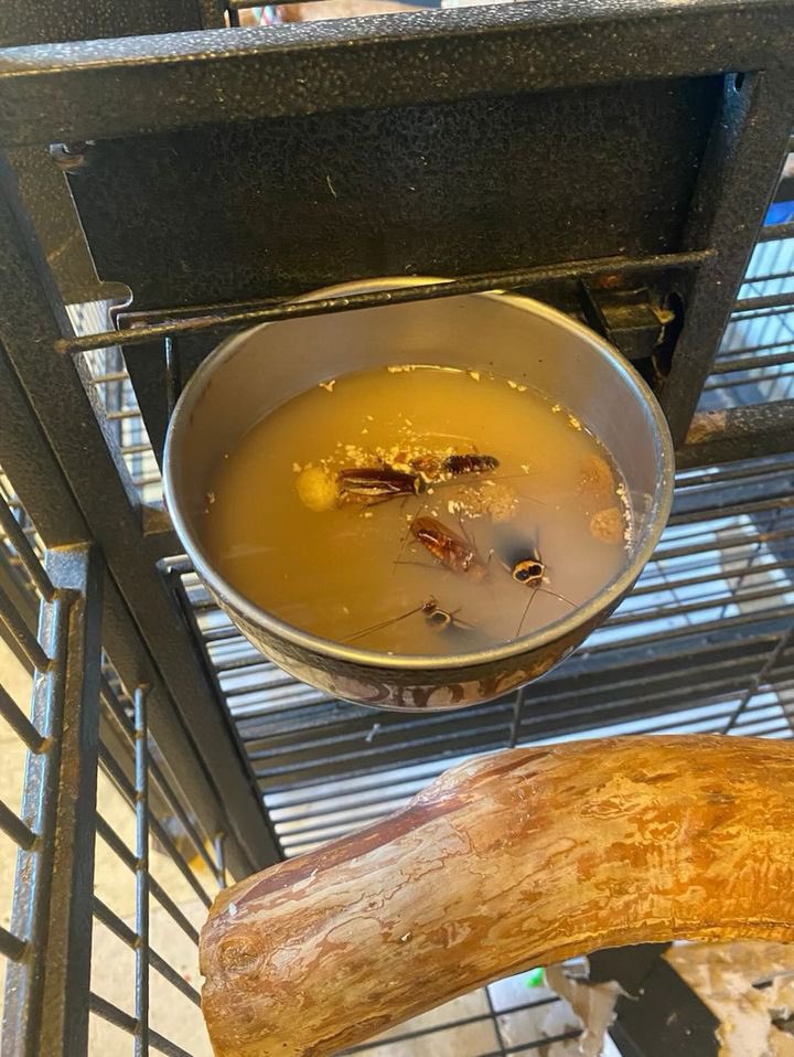 Christina Boomer Vazquez, M.S. tweet media