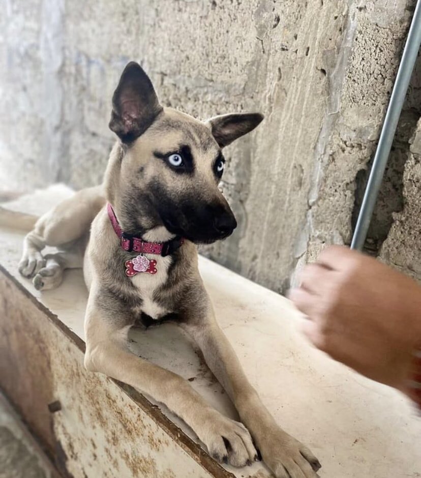 AlertaMePerdi's tweet photo. #PERDIDO  #GUAYAQUIL
Nombre: #Blue
Fecha: 2024-01-03
Sector: Norte,Mapasingue este coop. 24 de octubre mz33
Sexo: Hembra
Raza: Chola, cruzada con Pastor alemán 
Observación: Ojos celestes, Mancha en el pecho color blanco y la boca negra 
Contacto: 0939779631 https://t.co/g2EFxWYdSF
