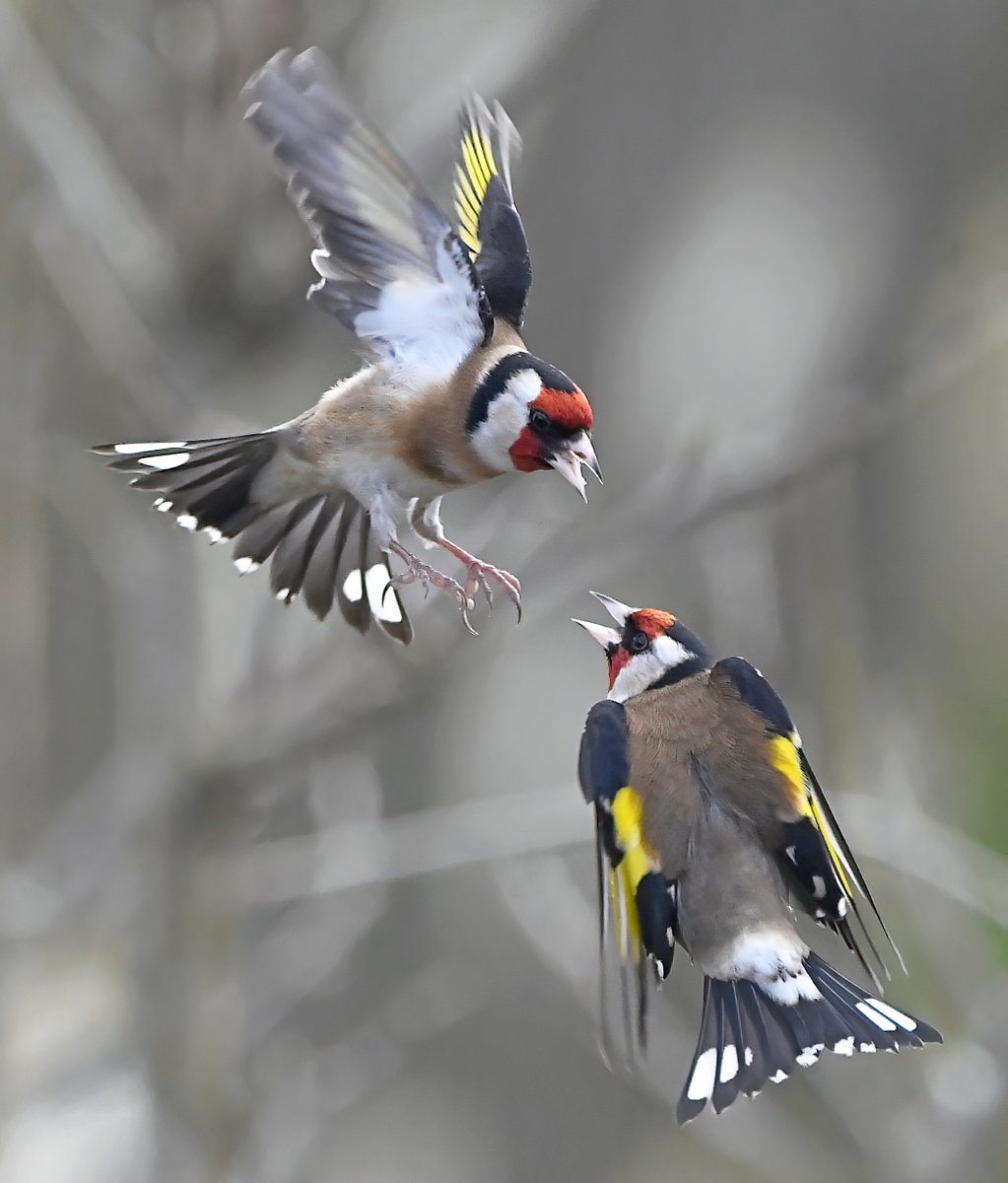 It's Friday! 😀 Once again, I'm asking my dear followers to please retweet this photo if you see it! 🙏 This is to help my account be seen by the people who actually follow me.🐦 To make it worth sharing, here are a pair of bickering Goldfinches!😊♥️ #FridayRetweetPlease ♥️
