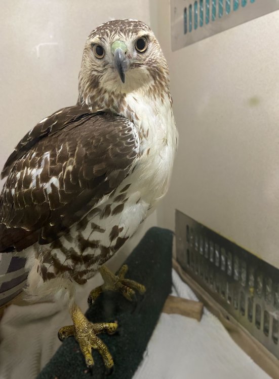 We take one last look at lovely Lovecraft, who arrived 10 days ago unable to stand, off-balance and in a overall worrisome condition after a likely collision. We are so proud of our raptor team for bringing this beautiful hawk quite literally to her feet. 📷: @tristanahigg