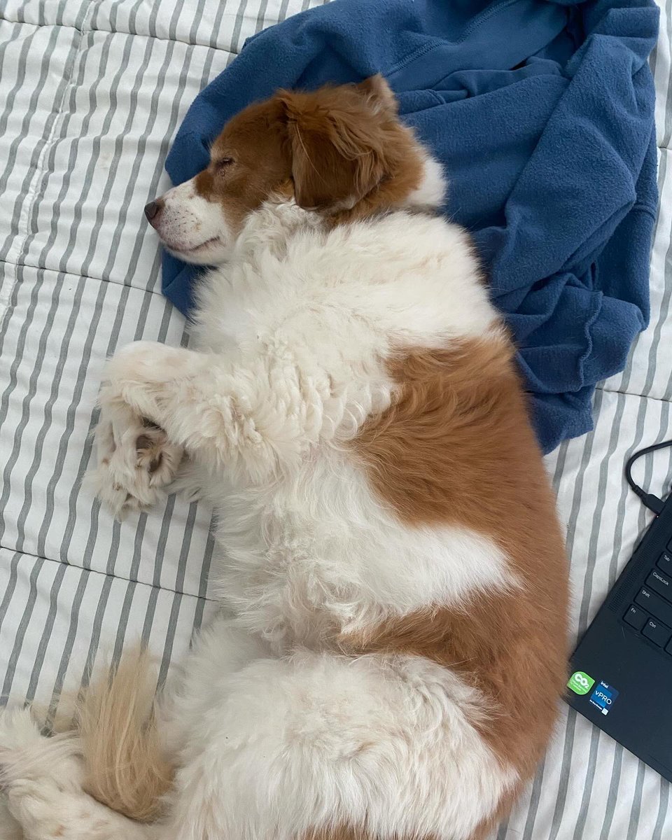 carriesmith233's tweet photo. my dog Lacey is my entire world. We’ve been attached at the hip since I got her 11 years ago. She was diagnosed with a life threatening disease called IMHA on Saturday and has been in the hospital since. Please consider donating if you can  ❤️ https://t.co/e3picJSnH3 https://t.co/AYCe2qhvor