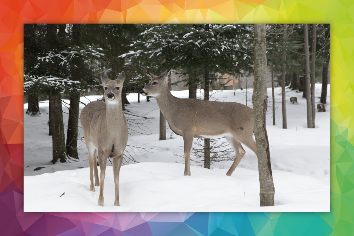 Oh Deer! There's only 3 days left to enjoy Magic of Lights at Springwater PP!

If you haven't had the chance, this celebration of light is still on until January 6th.
Visit magicoflights.com/barrie for info.

#magicoflights #springwater #springwaterprovincialpark #midhurst #barrie