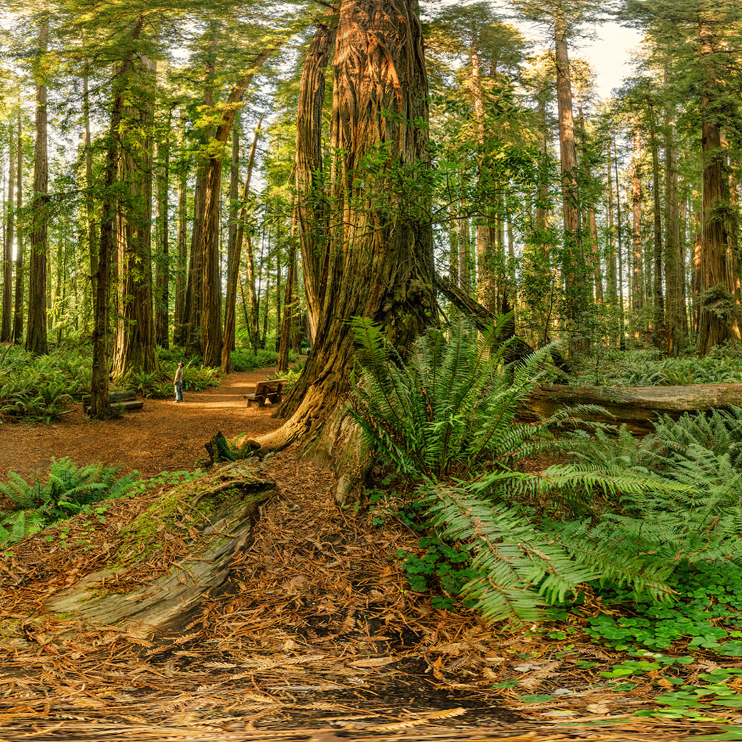 VisitDelNorte's tweet photo. Hike more here in 2024 #visitdelnorte Jedediah Smith Redwoods State Park is the starting line for Northern California’s stretch of the Redwoods National Parks from the Oregon Coast https://t.co/UYP8t1LGUY

#visitcalifornia #hikingadventures #redwoods #hikinglife #nps https://t.co/RLDYORYHzI