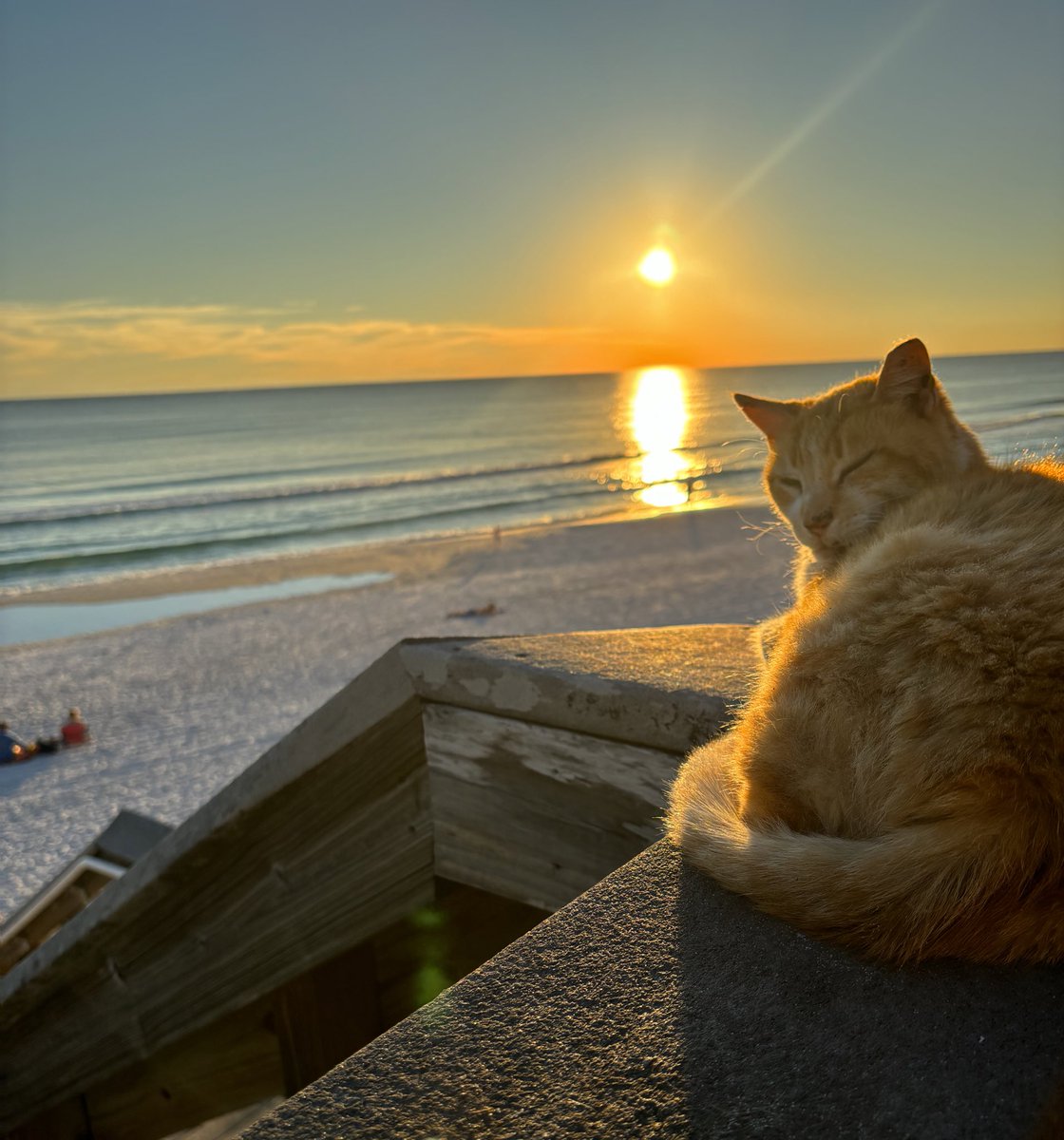 Framed Wall Art Black Cat on the Beach Coastal Ocean Sunset Print Ready to  Hang High Quality Artwork Home Decor by Aja Free Us Shipping - Etsy, image size:1120x1200