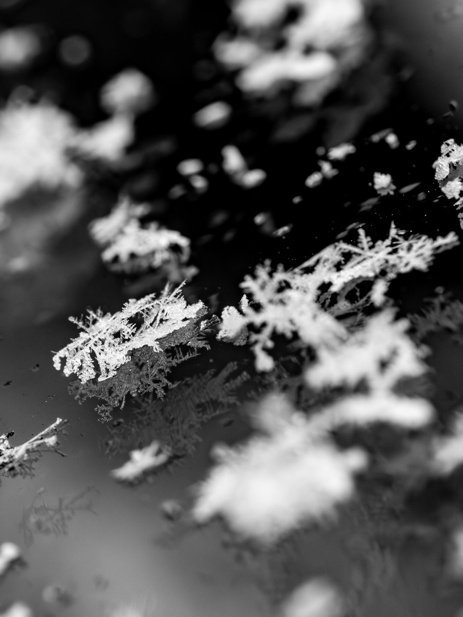 Snow melting on a windshield
#365photodgraphy2024, #potd2024, #photoaday, #everydayphotographer, #photooftheday, #pad2024-004, #snowflakes, #meltingsnow, #macro, #reflection, #bwphotography, #blackandwhite, #monochrome