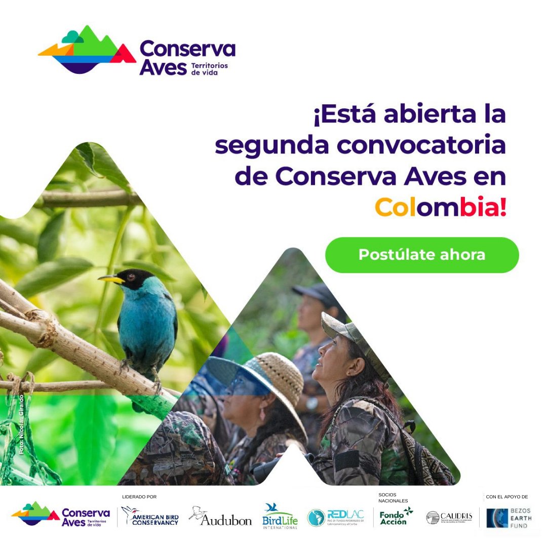 🌿#Convocatoria El Programa #ConservaAves invita a participar en la II convocatoria para la creación o ampliación, manejo y fortalecimiento de áreas de conservación regionales, municipales, étnicas, públicas o privadas en 783 municipios de Colombia 🇨🇴 fondoaccion.org/2023/11/10/con…