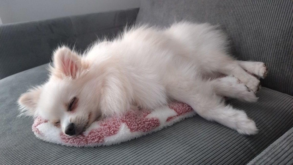 pomewako0715's tweet photo. 写真撮る角度やその時の状態で表情違うのが楽しいですね。
色んなわこちゃんがいて嬉しい✨

#ポメラニアン https://t.co/LsJinfT6s0