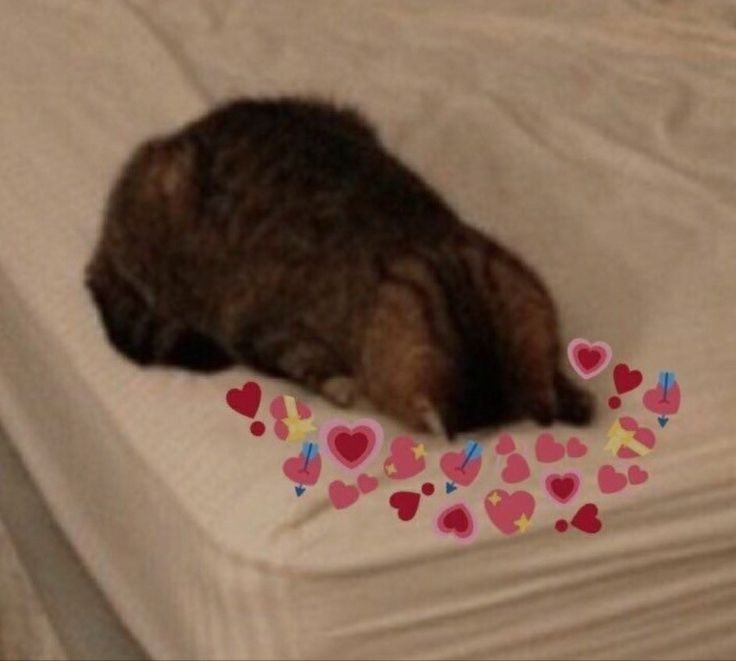 Sky_efen's tweet photo. Me voy por unos años y me entero que mi escritora favorita se retiró :c en fin, siempre tendré sus increíbles fics en mi corazón, incluidas las risas y lagrimas que me sacaba durante la pandemia (que lindos recuerdos). ¡Gracias a ti Kat por esos increibles momentos! ✨💕 https://t.co/JXUCMDue64