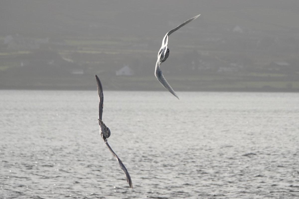 mcdaidpatrick01's tweet photo. Faoileán Íoslannach ( Larus Glaucoides/Iceland Gull) ag an An Rinn Aird (Reenard Point) inniu. https://t.co/5yz2tdBmUo
