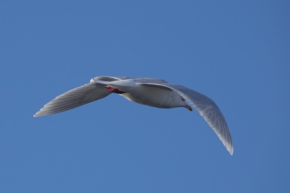 mcdaidpatrick01's tweet photo. Faoileán Íoslannach ( Larus Glaucoides/Iceland Gull) ag an An Rinn Aird (Reenard Point) inniu. https://t.co/5yz2tdBmUo