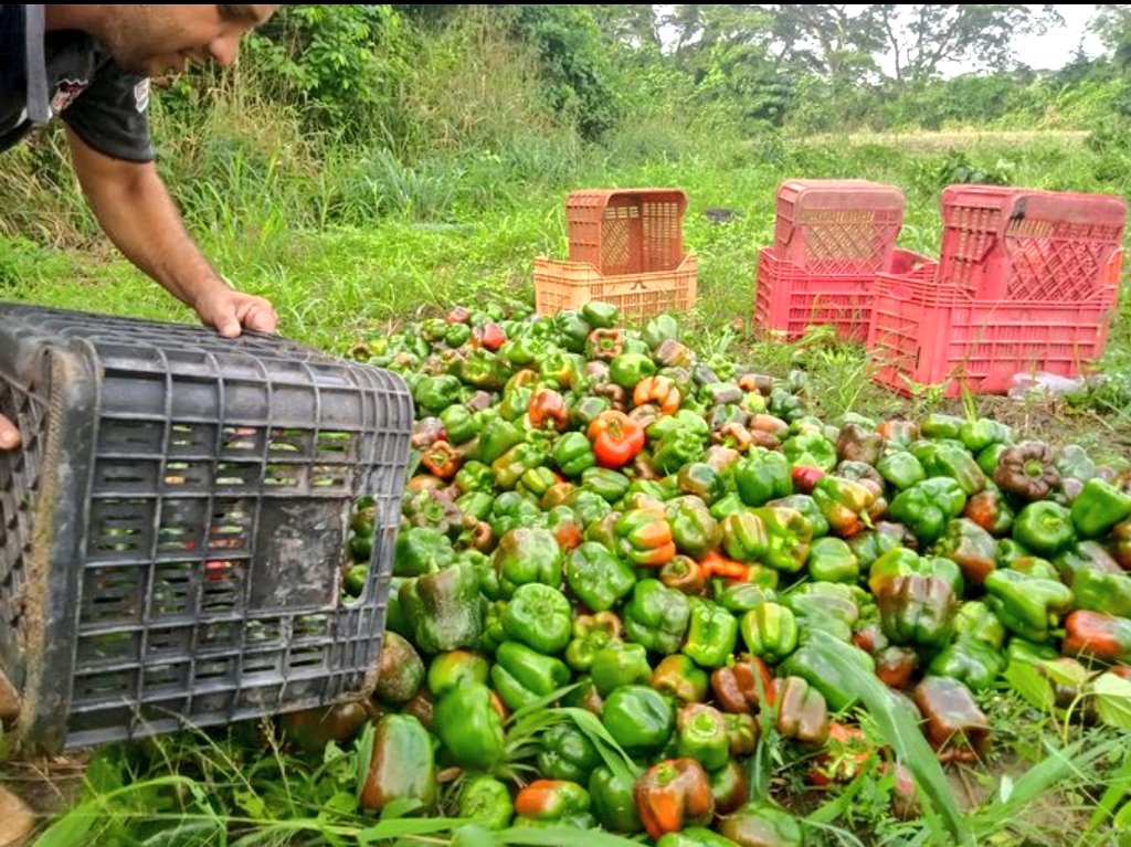 Para desarrollar los procesos productivos debemos Comprender que solo a través de la siembra podremos romper las cadenas de la dependencia. Iniciamos  un nuevo año con fuerza, "Emprendimiento y fortalecimiento económico."

<a href="/NicolasMaduro/">Nicolás Maduro</a> <a href="/WBenavides_MRT/">Williams Benavides</a> @TupamaroMRT
