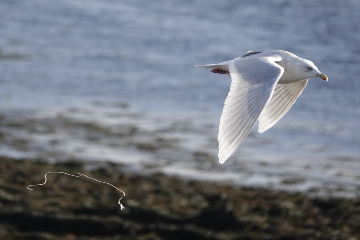 mcdaidpatrick01's tweet photo. Faoileán Íoslannach ( Larus Glaucoides/Iceland Gull) ag an An Rinn Aird (Reenard Point) inniu. https://t.co/5yz2tdBmUo