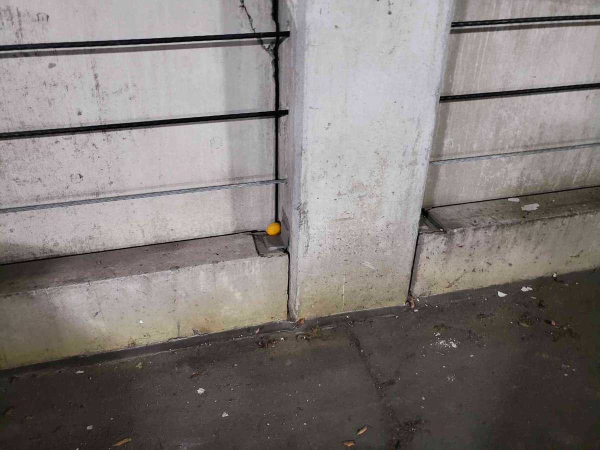 garagewolf's tweet photo. so yesterday when i was walking back to my car from work i just saw a flash of yello in my peripheral vision and i go to take a look https://t.co/qxOOvZeBY4