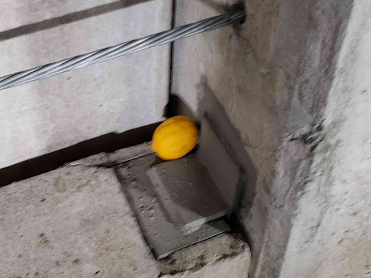 garagewolf's tweet photo. so yesterday when i was walking back to my car from work i just saw a flash of yello in my peripheral vision and i go to take a look https://t.co/qxOOvZeBY4